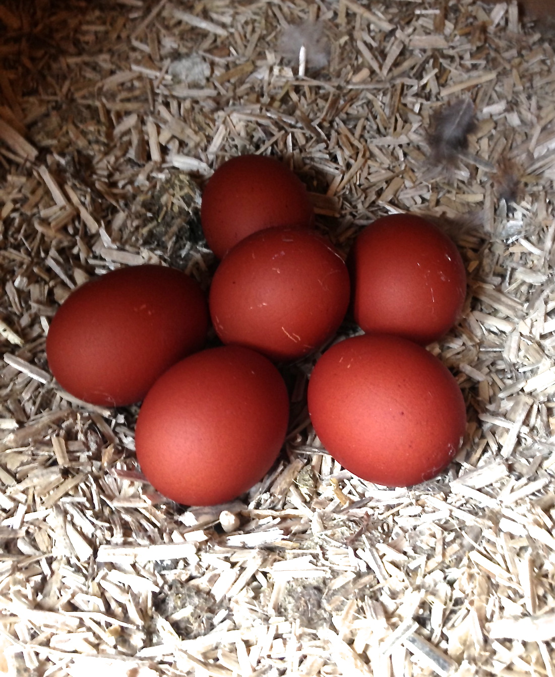 6 eggs
