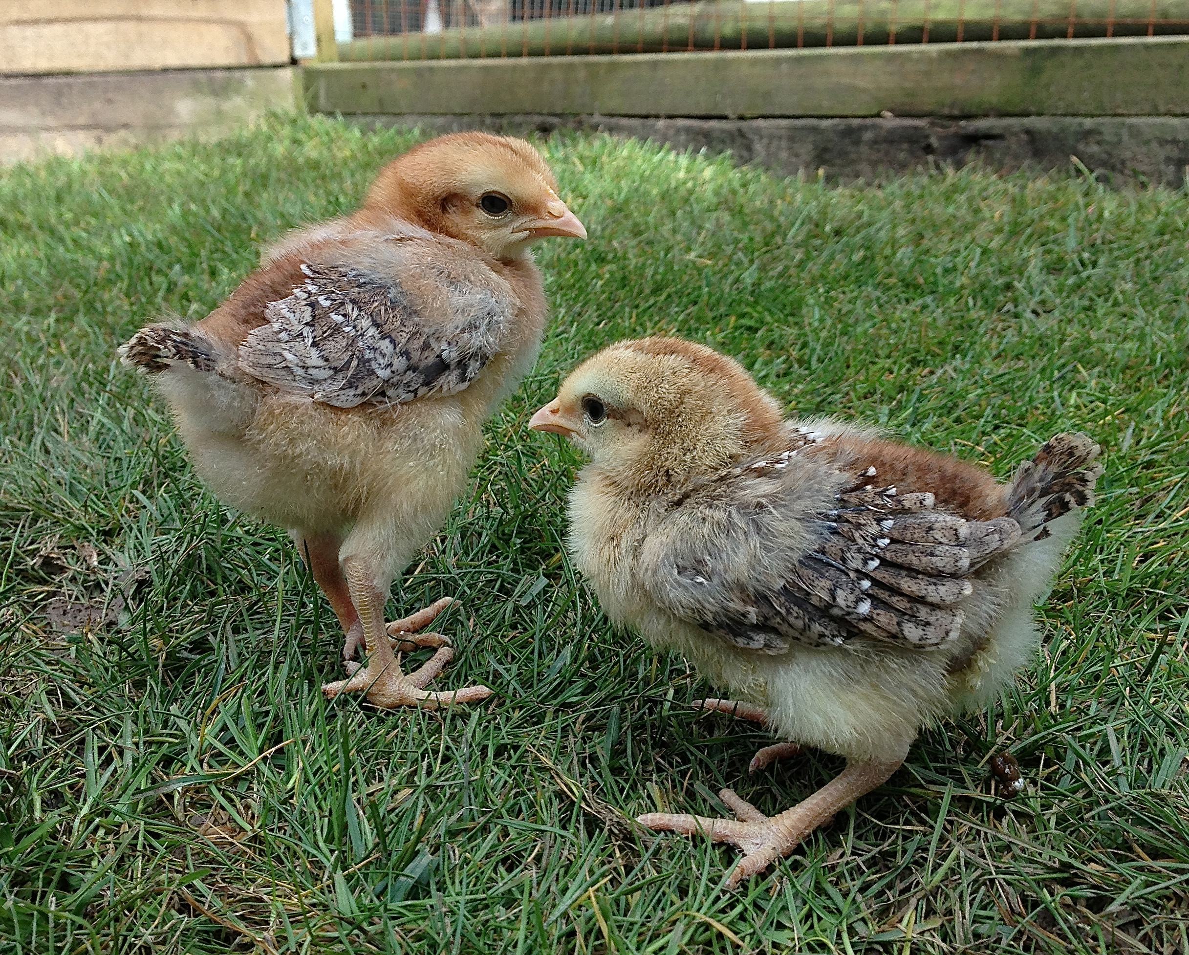 chickens
